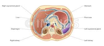 The left lower quadrant, the right lower. Abdomen And Digestive System Diagrams Normal Anatomy E Anatomy