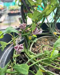 Image result for Ceropegia multiflora