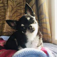 What S That Chihuahua Love Pet Dogs Chihuahua