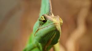 In the article it is written: 29 Chameleon Changing Color Stock Videos Royalty Free Chameleon Changing Color Footage Depositphotos