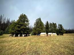 Black Mountain Pack Llamas...