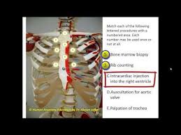 Now notice the rib belongs to the side on which it is both ends touch the surface. Anatomy Question Thorax Surface Anatomy This Or That Questions Thorax Anatomy