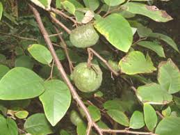 Image result for Annona cherimola
