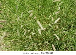 Image result for Cenchrus ciliaris