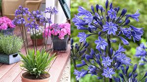 Image result for Agapanthus
