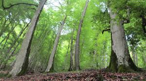 جنگل های شمال ایران iran forest nature