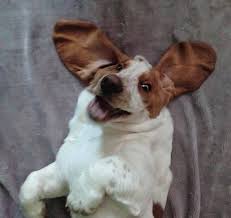 We have 600+ female dog names and meanings. 70 Dog Names That Mean Love The Paws