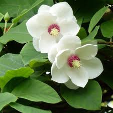 Costosi vestiti da ragazza di fiore. Magnolia Sieboldii Vaso O24cm Pianta Generosa E Senza Problemi Da Ombra Foto Di Fiori Piante Fiori