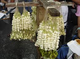 My baby sampaguita bloomed today since sept. Sampaguita National Flower Of Philippines Selling In A Sid Flickr