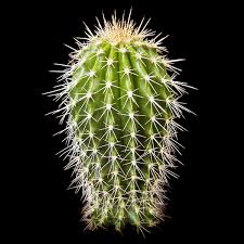 Image result for Neobolusia