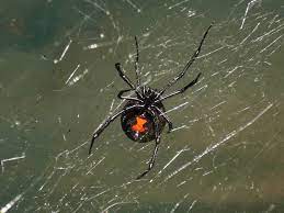 Bw are fairly common in the southwest, but not in cooler wetter climates. A Guide To Black Widow Spiders In New Jersey Spotting Black Widow Spiders