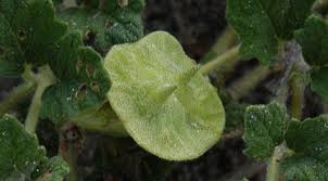 Image result for Dicerocaryum eriocarpum