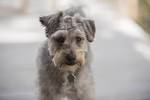 Schnoodle (Schnauzer-Poodle Mix) Info, Puppies ...