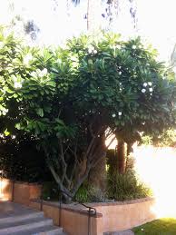 Florida colors offers an extensive selection of over 400 exotic plumeria cultivars from all over the world. Plumerias Need Little To No Water In Winter