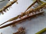 Image result for Urochloa oligobrachiata