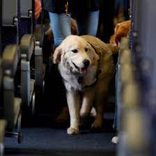 Find top fare deals from 450+ airlines. U S To Limit Service Animals On Planes To Dogs Only The New York Times