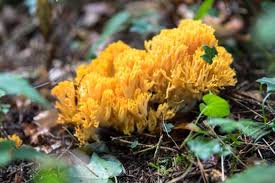 Image result for Sericorema remotiflora