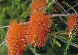 Image result for Melaleuca hypericifolia