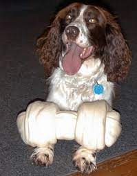 It can be worn at all times by your english springer spaniel without any discomfort. Collar Size For Springer Spaniel Sporty Dog Guide