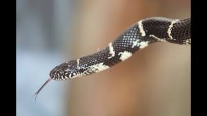 Georgia Snakes