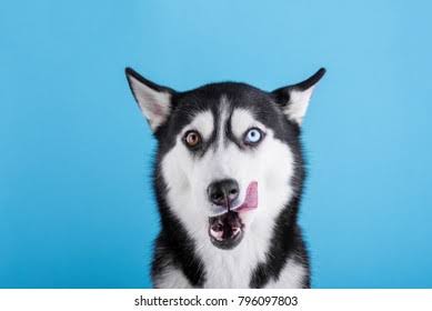 208 Hussy Dog Royalty-Free Images, Stock Photos & Pictures | Shutterstock