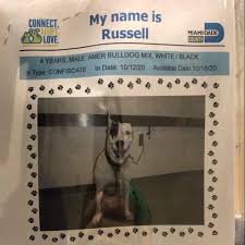 Adults 18 years of age, or older, can adopt a pet from our pet adoption and protection center. Literally Scared To Death At Miami High Kill Animal Shelter Pet Rescue Report
