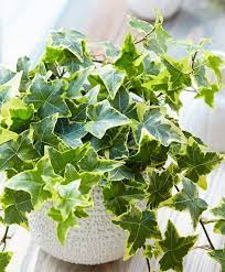 Variegated English Ivy Trailing Vine Live Plant 6 Pot Etsy In 2021 Ivy Plant Indoor Ivy Plants Indoor Vines