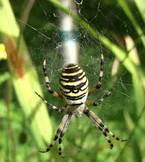 Optisch erinnert die wespenspinne tatsächlich ein wenig an die gestreiften insekten, mit denen sich das spinnentier zur hälfte seinen namen teilt: Wespenspinne Salzburgwiki