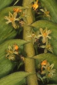 Image result for Tridactyle anthomaniaca