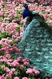 Catcara Peacock Beautiful Birds Pet Birds