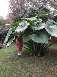 They help regulate humidity levels and add fresh oxygen to your surroundings. 35 Best Indoor Outdoor Plants Ideas In 2021 Plants House Plants Outdoor Plants