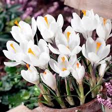 Brandusa de toamna crocus sativus este adevarata planta de sofran, din staminele careia se obtine condimentul foarte apreciat, sofranul. Branduse Albe JoacÄ Gratuit Jigsaw Puzzle La Puzzle Factory