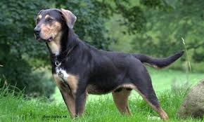 Killiebrae New Zealand Huntaways Killiebrae Sheepdogs Sheepdog What Kind Of Dog I Love Dogs