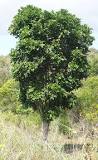 Image result for can you eat tuckeroo fruit