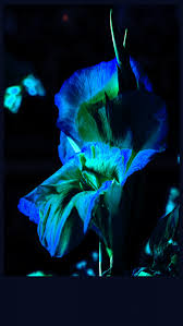 Imagini free download pentru mobil, poze pentru telefon, descărcare originală monitorului. Cele Mai Bune Wallpaper Fundal Telefon Poza Gratuite Public Domain Pictures