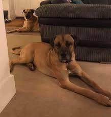 English mastiff great dane mix. Mastiff Dane Mix Online