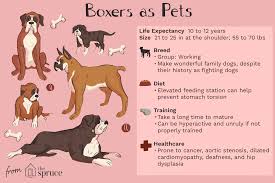 Boxer Dog Breed Characteristics Care