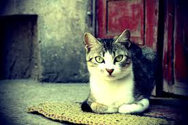 Download beautiful, curated free backgrounds on unsplash. 8400 4k Ultra Hd Animal Wallpapers Background Images