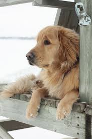 Sitting By The Dock Of The Bay Golden Retriever Dog Golden Retriever Dogs Retriever