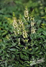 Image result for Stachys