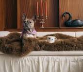 Les tasses Dog sont pensées pour tous les amoureux des ...