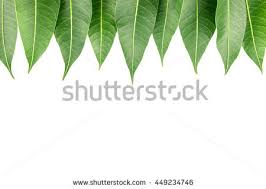 Résultat de recherche d'images pour "mango tree leaf pattern"