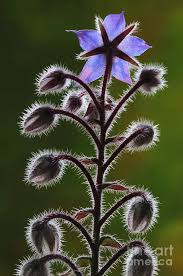 Image result for Borago officinalis