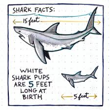 Great white sharks grow to an average of 15 feet (4,6 m) in length, though specimens exceeding 20 feet (6 m) and weighing up to 5,000 pounds (2,268 kg) have been recorded. Atlantic White Shark Conservancy Our Third Shark Fact Is All About Baby White Sharks White Sharks Give Birth To Living Sharks They Do Not Lay Eggs Like Other Sharks