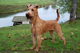 Irish Terrier Dog Breed Standards