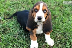 Basset hound puppies available to discerning enthusiasts. Lilly Basset Hound Puppy For Sale Near Springfield Missouri Afecee0d Ce11