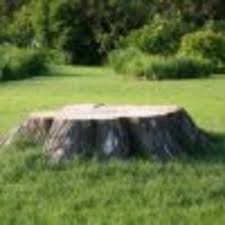 See individual business pages for full, detailed reviews. Tree Service Near Pelham Road Louth 1st Street St Catharines On Yellowpages Ca