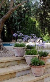 10 Amazing Facts Of Agapanthus Peter Pan 6 Is Shocking In A Good Way 10 Erst Agapanthus Amazing Erst Facts Good In 2020 Plants Garden Containers Garden Pots