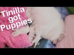 My Japanese Spitz Tinilla Giving Birth To 3 Beautiful Puppies Youtube