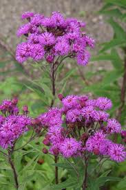Image result for Vernonia myriantha